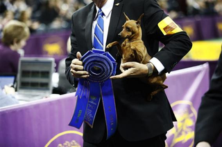 Illustration for article titled Is anyone else watching the Westminster Dog Show?